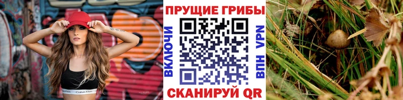 Псилоцибиновые грибы мицелий  Купить  Катайск 